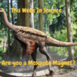 19 October, 2022 – Episode 897 – Are you a Mosquito Magnet?