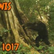 4 June, 2025 – Episode 1017 – Just Banging Rocks on Trees