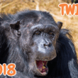 11 June, 2025 – Episode 1018 – Panel? More like Shamel!
