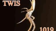 18 June, 2025 – Episode 1019 – Arach-did-you-know??