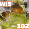 6 August, 2025 – Episode 1025 – Prompting You to Think Scientifically