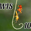 17 September, 2025 – Episode 1029 – Sentient Meat Science