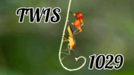 17 September, 2025 – Episode 1029 – Sentient Meat Science