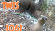 5 June, 2026 – Episode 1061 – Science Needs You! 5 June, 2026 – Episode 1061 – Science Needs You!