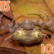 17 June, 2026 – Episode 1063 – The Ladies Want Smarts 17 June, 2026 – Episode 1063 – The Ladies Want Smarts
