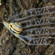 12 August, 2026 – Episode 1071- Five Slimes To Rule Them All 12 August, 2026 – Episode 1071- Five Slimes To Rule Them All