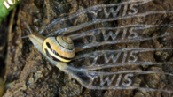 12 August, 2026 – Episode 1071- Five Slimes To Rule Them All