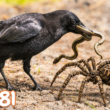28 October, 2026 – Episode 1081 – TWISoween 2026